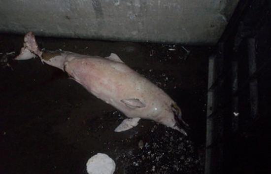台湾第一只被科学研究团队辨识出的白海豚「画眉」，9日被发现在苗栗海域搁浅身亡。（图／翻摄自台湾环境资讯协会网站）