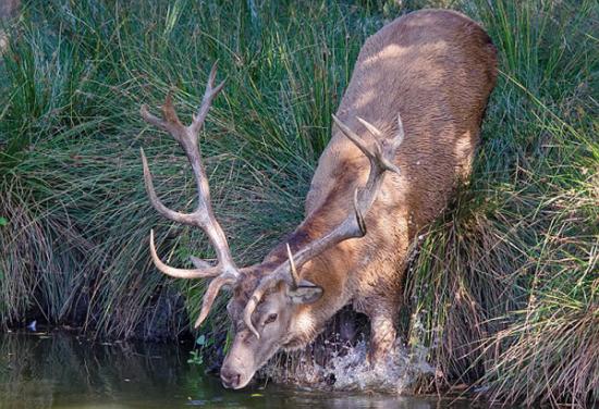 英国红鹿王被偷猎者射中头部淹死