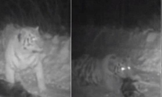 普京放生的另一头老虎“乌斯京”被指在于去年11月进入黑龙江人口密集地区伤害家畜。