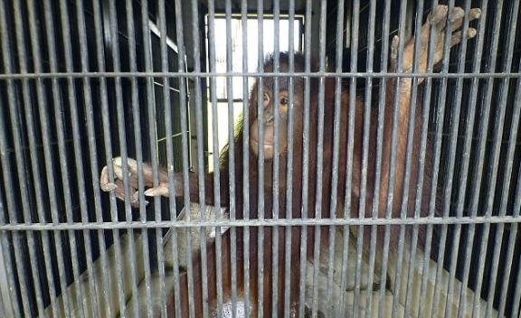 动物园关门后，凯塔琳娜只能坐在冰冷的铁笼内。