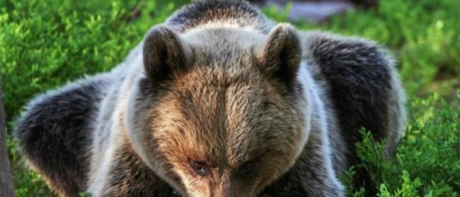 狗熊“帮助”两名迷路的俄罗斯年轻人走出森林
