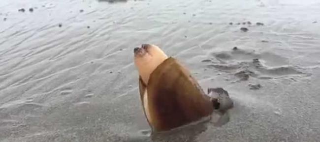 美国俄勒冈州沙滩蛤蜊觅食 边挖洞边排废物出体外