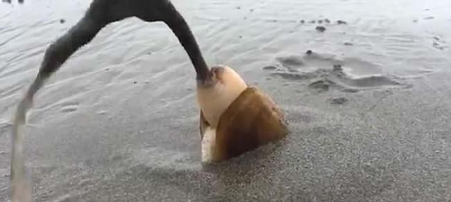 美国俄勒冈州沙滩蛤蜊觅食 边挖洞边排废物出体外