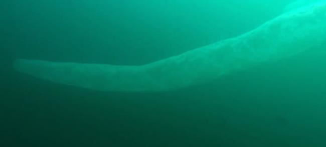 新西兰男子潜水偶遇9米长“海洋独角兽”“火体虫”