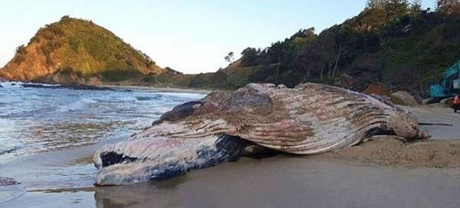 澳洲新南威尔士省当局海滩就地埋鲸鱼尸体 居民忧鱼油引鲨鱼