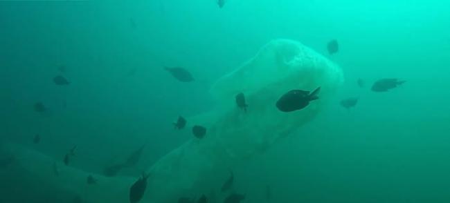 新西兰男子潜水偶遇9米长“海洋独角兽”“火体虫”