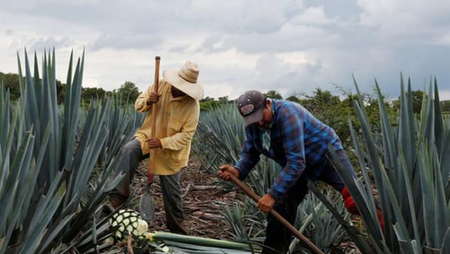 龙舌兰原料产地墨西哥供不应求