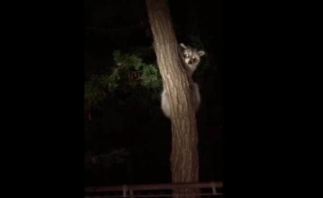 浣熊获救爬到树上回望救命恩人，似是表达谢意。