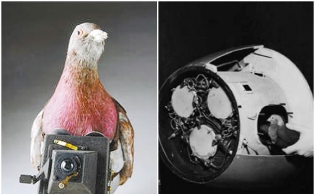 二战时，美英两国都曾研发“鸽子炸弹”作军事上的用途。