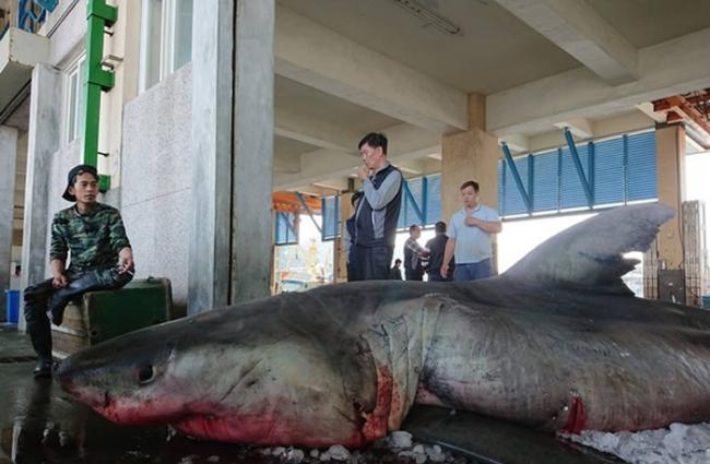 台湾宜兰渔民意外捕获大白鲨 剖腹后发现体内还有14只小鲨鱼