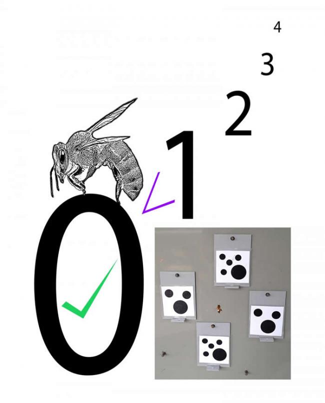 示意图显示，蜂脑如何通过一段时间而学会在数字组合中正确挑出较小数字，并接着在它们面对“零”数字组分 vs 较高数字组分时，蜜蜂如何理解“零”处于数字序列中的低端