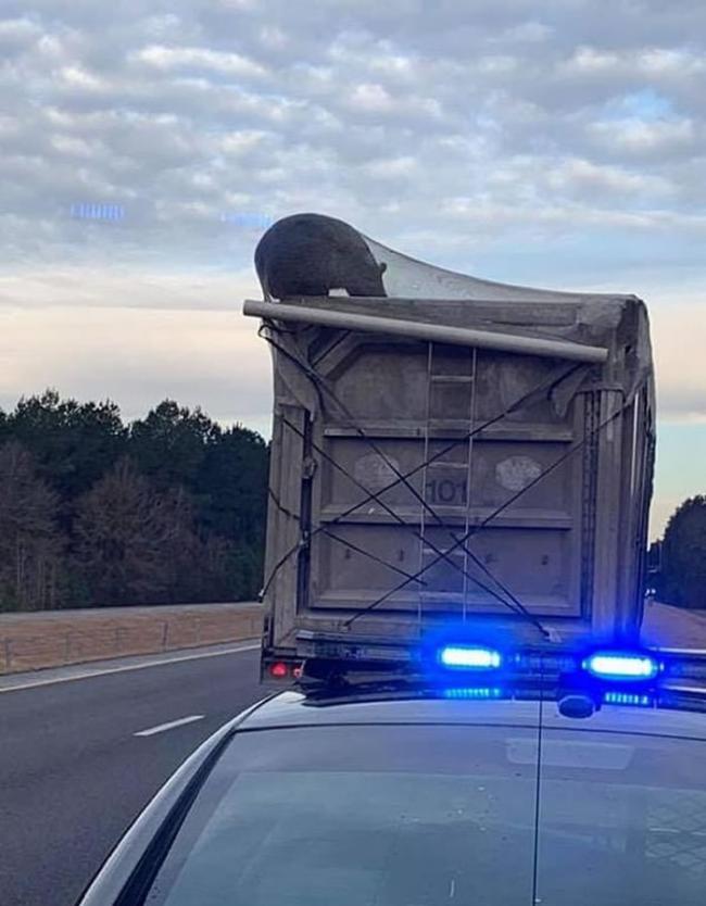 美国北卡罗莱纳州黑熊爬上垃圾车寻找食物被困 差点被送去堆填