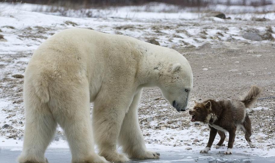 加拿大小镇雪橇犬吓退北极熊