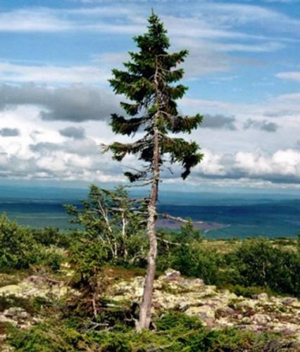 瑞典山脉发现世界上最古老的树木 9500岁仍在生长