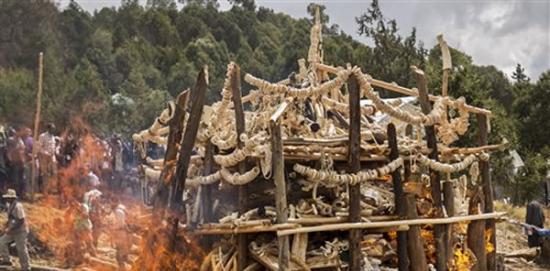 埃塞俄比亚烧毁在走私活动中检获的象牙和其他象牙制品
