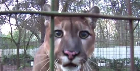 美国佛罗里达州大猫救援中的美洲狮麦克