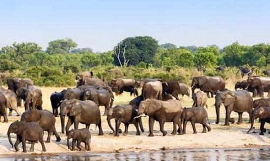 津巴布韦将出口60只大象
