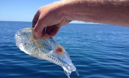 新西兰渔民出海时捕捞到一条完全透明的海洋生物“樽海鞘”