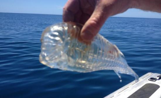 新西兰渔民出海时捕捞到一条完全透明的海洋生物“樽海鞘”