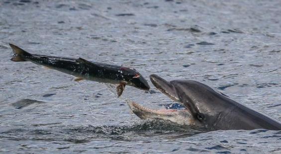 苏格兰东海岸宽吻海豚捕食大马哈鱼的精彩一幕