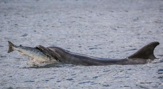 苏格兰东海岸宽吻海豚捕食大马哈鱼的精彩一幕
