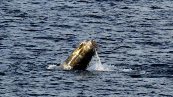 美国加利福尼亚州南部沿岸多次出现一条失去尾鳍的灰鲸