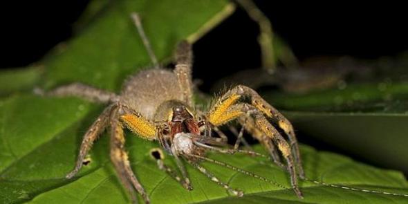 如图，这是巴西漫游蜘蛛，最新研究显示，这种蜘蛛的毒液能够使阴茎持续勃起数个小时。