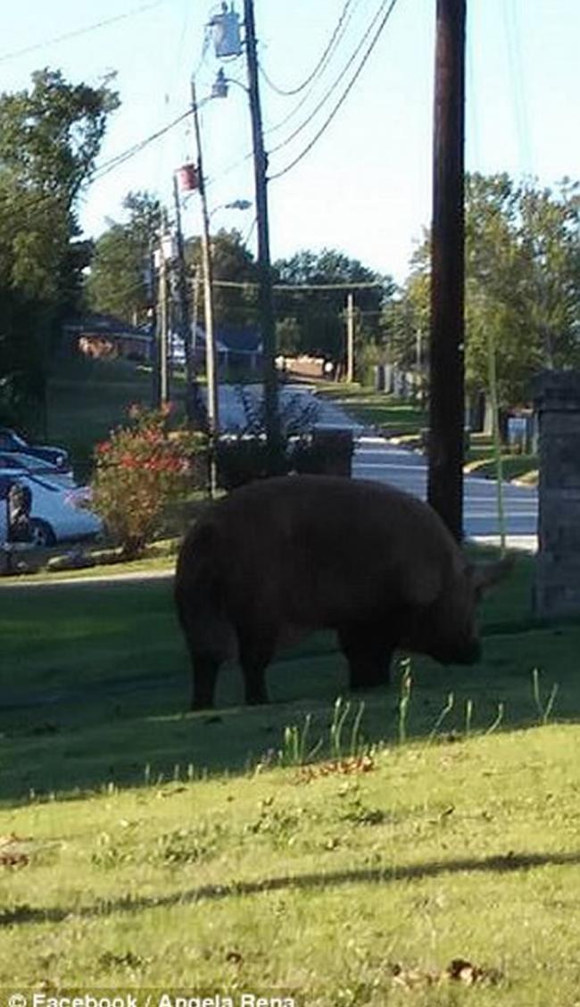 美国阿拉巴马州凤凰城巨猪在街道上四处游走