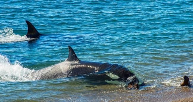 阿根廷巴塔哥尼亚杀人鲸为捕海狮冒险游到浅水区