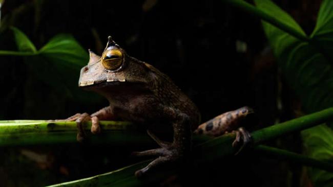 角囊蛙（Gastrotheca cornuta）是夜行性两生类，栖息在保存完好的热带雨林树冠层。由于栖地流失，它们愈来愈难以继续生活在厄瓜多西部，而栖地流失的主
