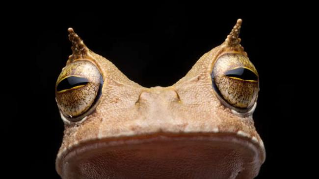自2005年起，角囊蛙就未在厄瓜多被人发现，直到2018年为止。它的角状「眉毛」，以及利用身上的囊携带蛙卵使后代跳过蝌蚪阶段的能力，都让它十分不寻常。 PHOT