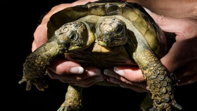 雅努斯打破了最长寿双头龟类的世界纪录。