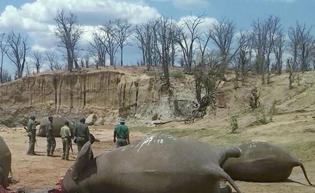 10月26日，津巴布韦万基国家公园，一群大象死于偷猎者之手，倒在一个水坑旁。