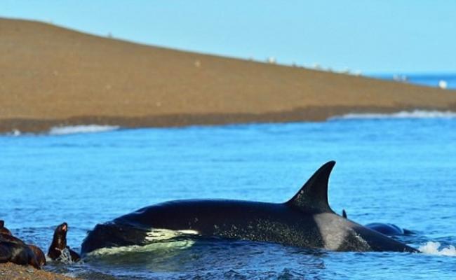 阿根廷巴塔哥尼亚杀人鲸为捕海狮冒险游到浅水区