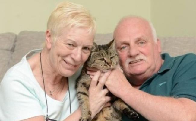 英国最老虎斑猫“肉豆蔻”心脏衰竭逝世 终年32岁