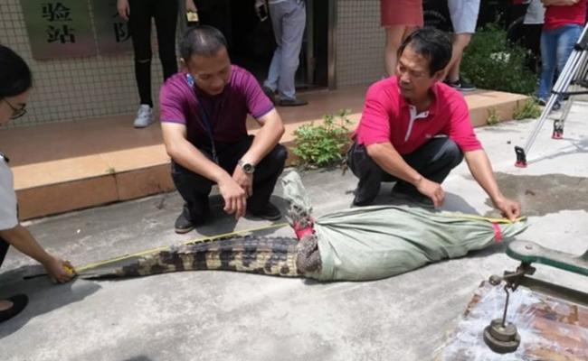 被擒获的鳄鱼长达1.84米。