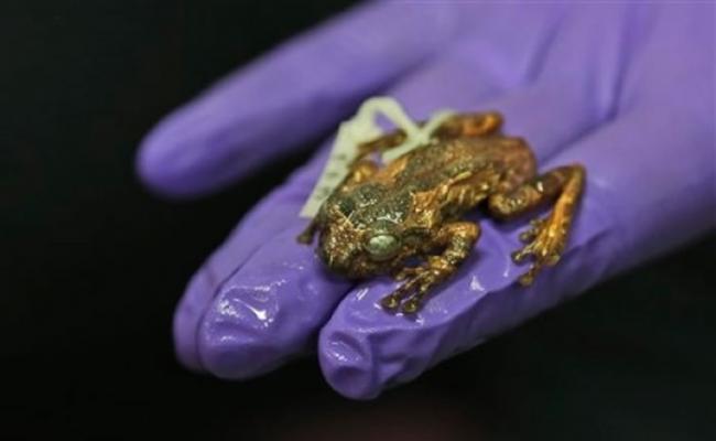 研究人员展示新发现的树蛙