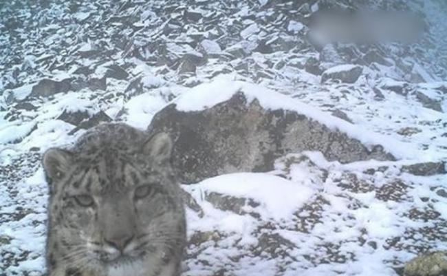 红外线相机拍下雪豹的照片。