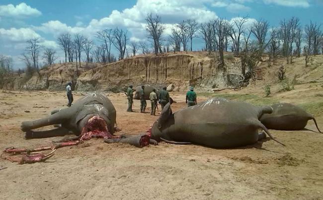 公园巡防员称这23头死去大象的象牙多数已被找回，偷猎者拿走了3个。