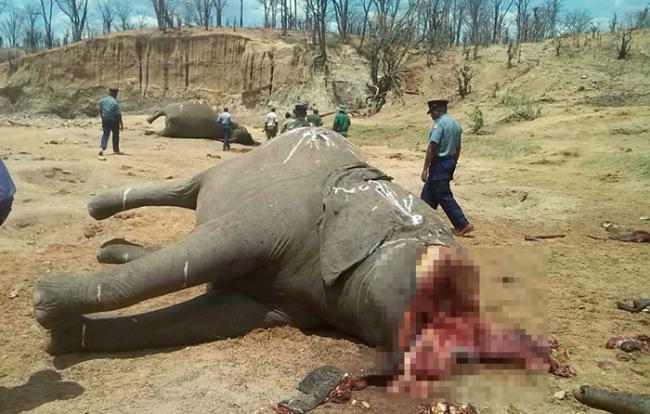 10月26日，津巴布韦万基国家公园，遭毒杀的大象象牙被盗走。