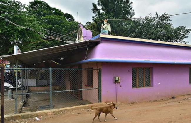 印度卡纳塔克邦一只小黄狗每天都会环绕寺庙走圈6小时