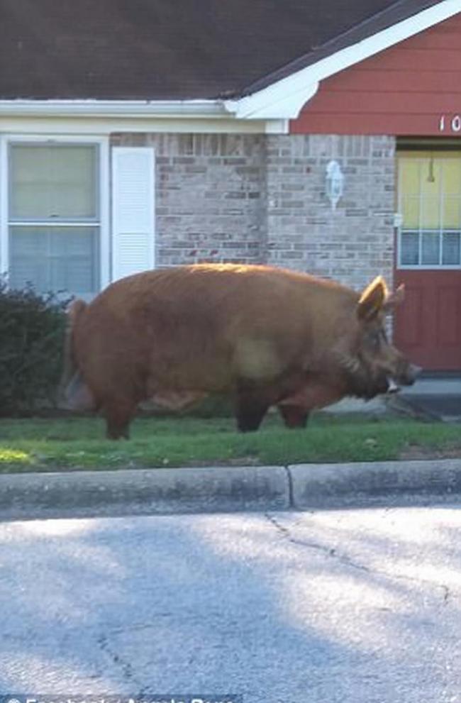 美国阿拉巴马州凤凰城巨猪在街道上四处游走