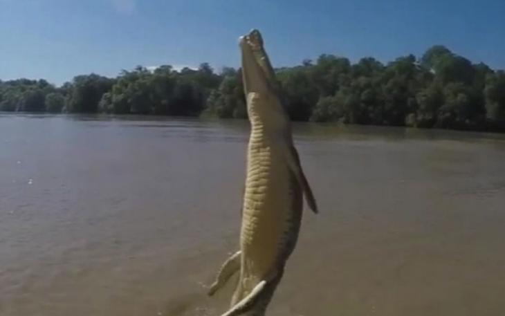 鳄鱼从水中跃起，尾巴不断拨水令身体上升。