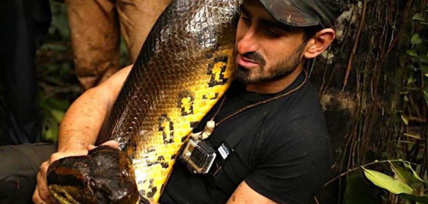 Discovery《Eaten Alive》：让野生动物专家被一条大蟒蛇活活吞下去