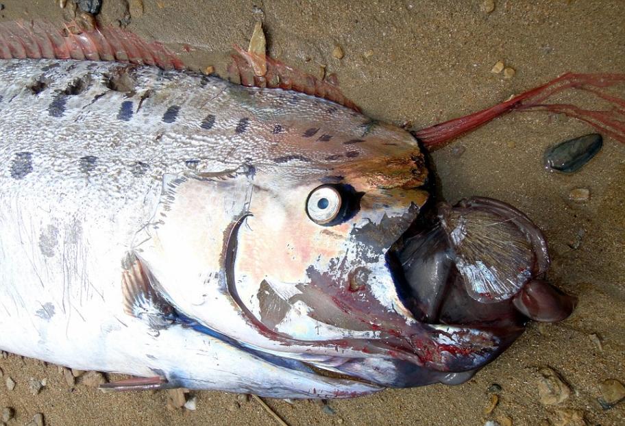 罕见地震鱼尸体被冲上美国洛杉矶卡塔利那岛岸边