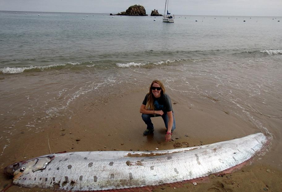 罕见地震鱼尸体被冲上美国洛杉矶卡塔利那岛岸边