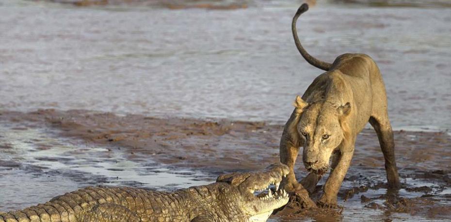 非洲桑布鲁河畔狮子和鳄鱼相互厮杀争抢食物