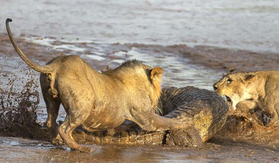 非洲桑布鲁河畔狮子和鳄鱼相互厮杀争抢食物