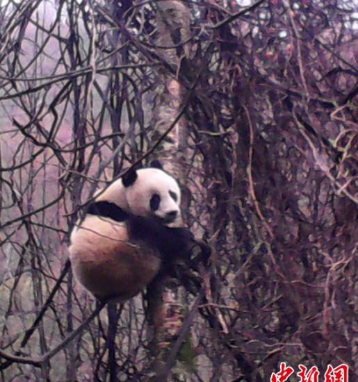 四川青川唐家河保护区发现一对母仔大熊猫