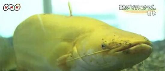 日本草津市琵琶湖博物馆展出罕见通体黄色石鲶